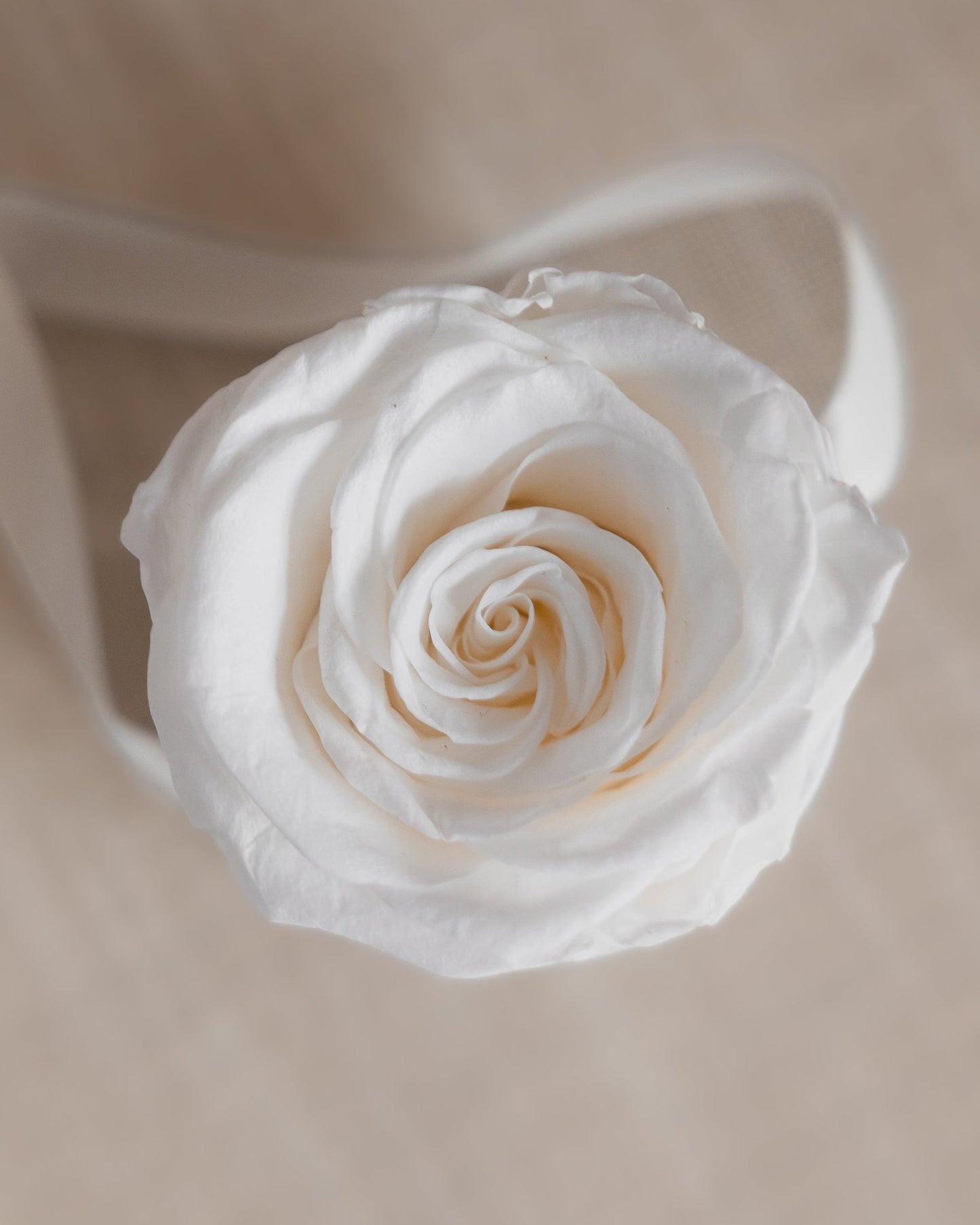Single Rose Classic White