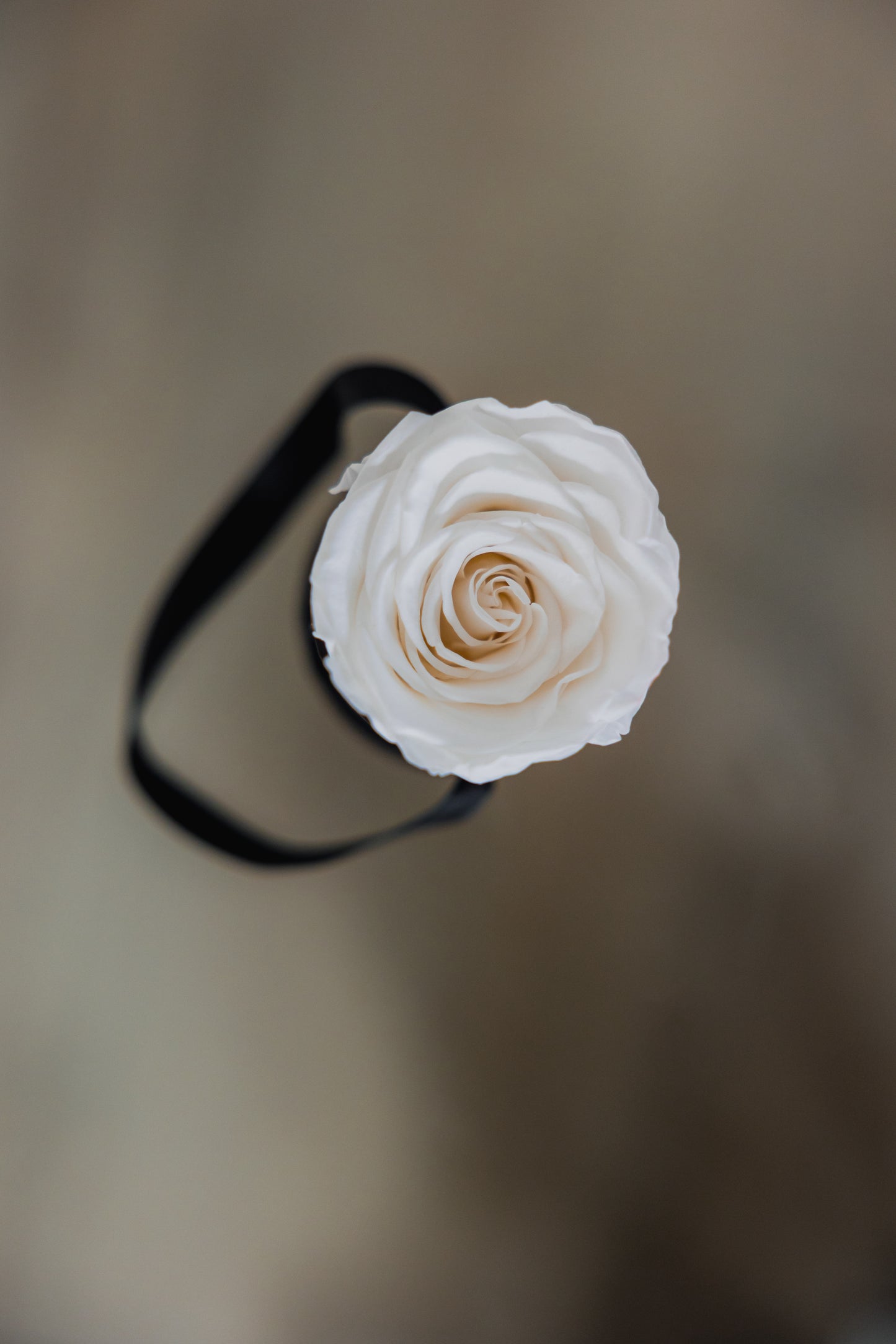 Single Rose Classic Black