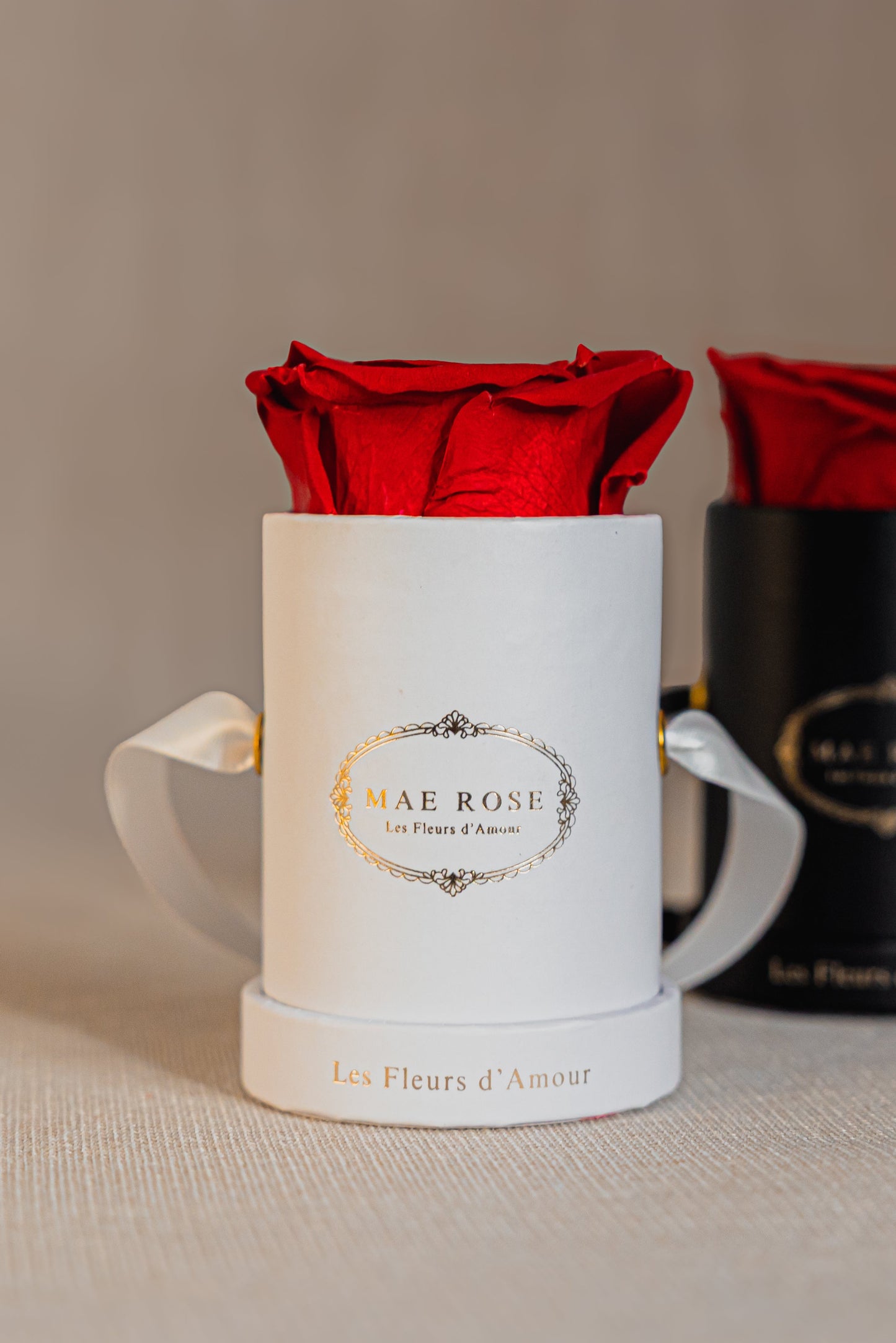 Single Rose Classic White